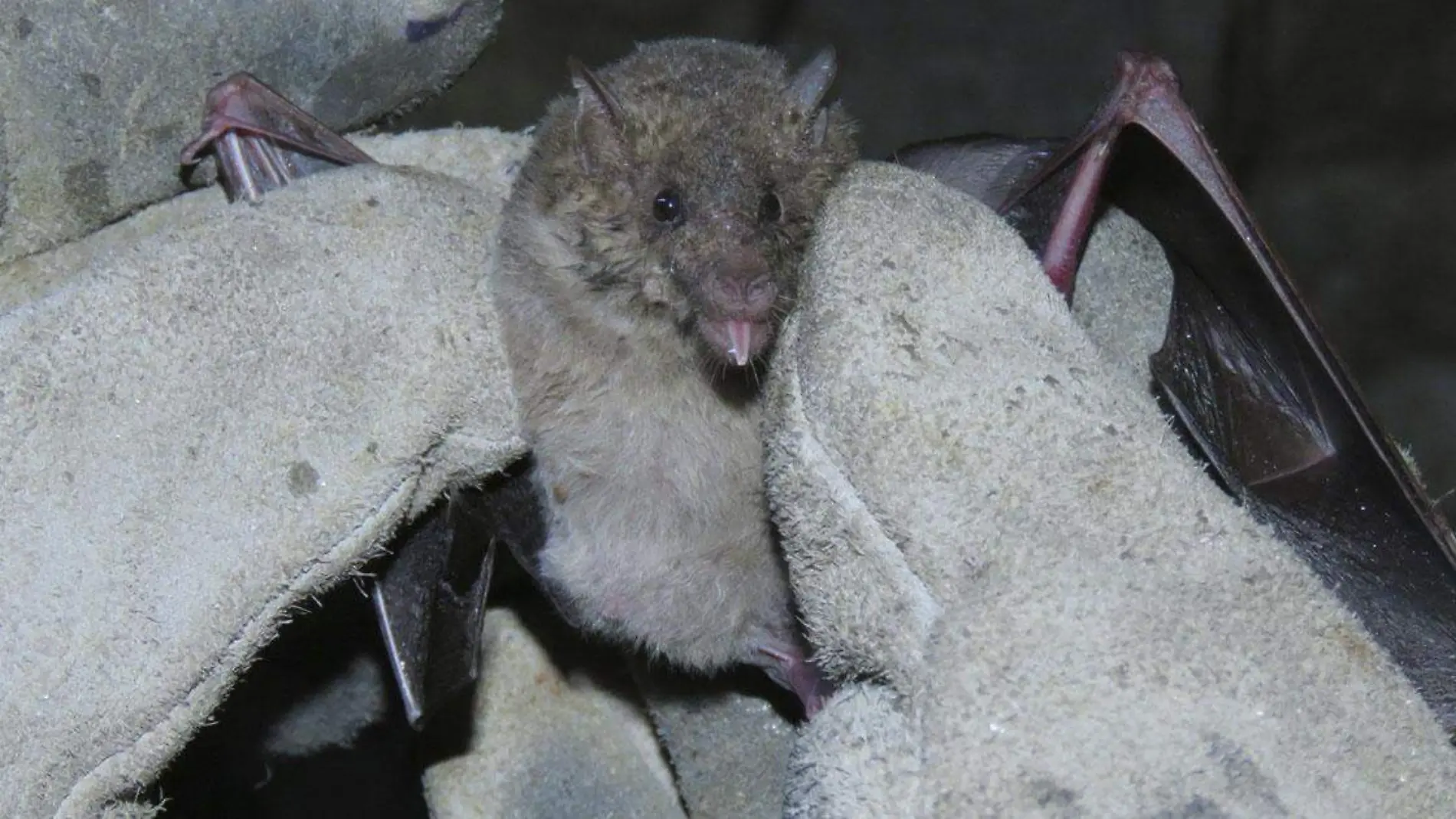 Promueven la conservación de murciélagos en la reserva de la Biosfera Tehuacán-Cuicatlán